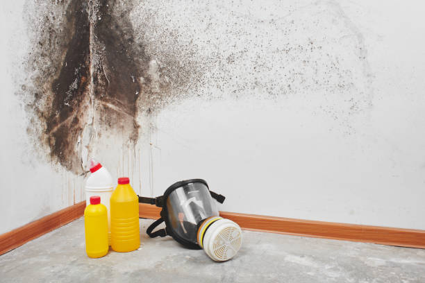 Best Bathroom Mold Remediation in Vernon, TX