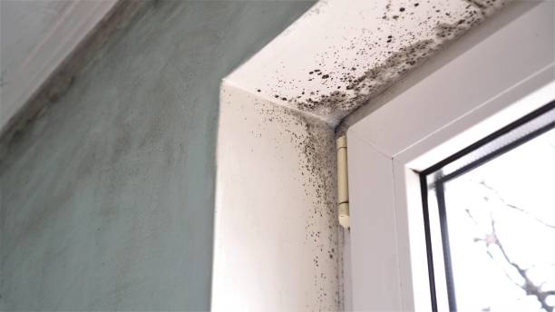 Best Industrial Mold Remediation in Vernon, TX