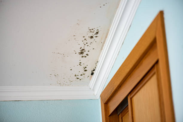 Best DIY Mold Remediation Support Services in Vernon, TX
