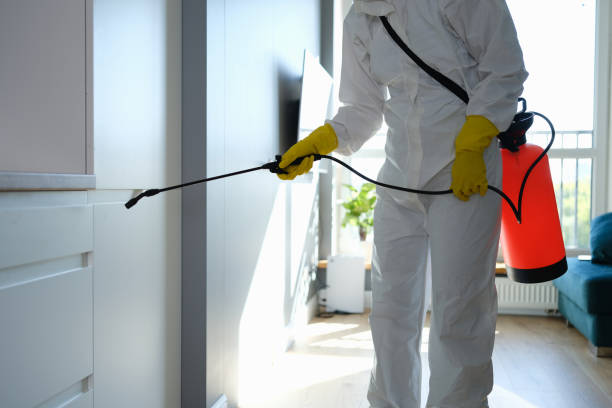Best White Mold Remediation in Vernon, TX