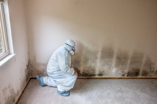 Best Health and Safety Mold Remediation in Vernon, TX