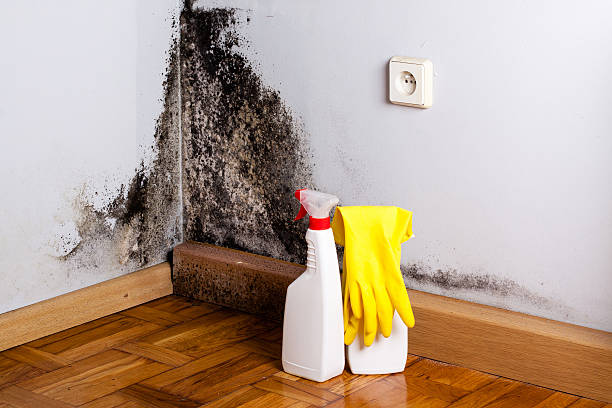 Best Bathroom Mold Remediation in Vernon, TX