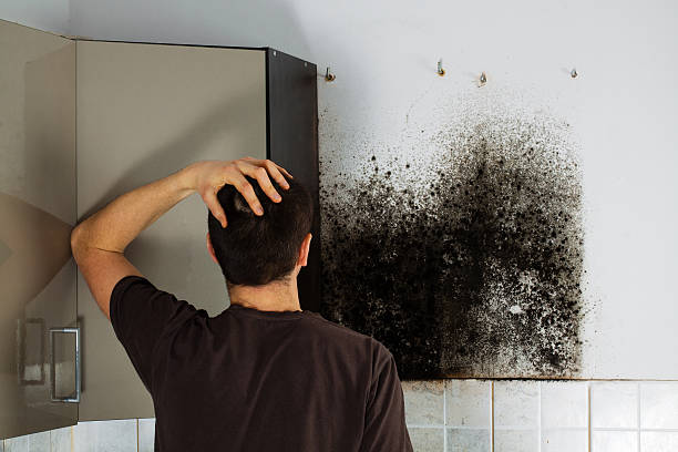 Best Post-Flood Mold Remediation in Vernon, TX