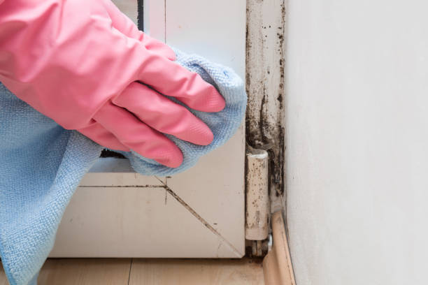 Best Post-Remediation Services in Vernon, TX